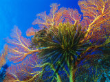 Featherstars Perch on the Edge of Gorgonian Sea Fans to Feed in the Current, Fiji, Pacific Ocean Photographic Print by Louise Murray