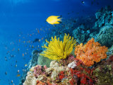Colourful Crinoids and Solt Corals at Hanging Gardens, Sipadan Island, Sabah, Malaysia Photographie par Louise Murray