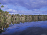 Tropical Rainforest, Lago Sandoval, Peru, South America Photographic Print by I Vanderharst