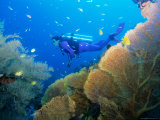 Underwater Diver Swimming Above Reef, with Orange Sea Fan, Similan Island, Thailand, Asia Photographic Print by Louise Murray