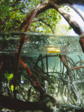 Mangrove Roots, Seychelles, Indian Ocean Photographie par Louise Murray