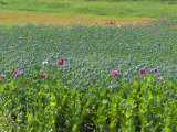 Opium Poppies are a Legal Crop for Production of Morphine, Sandinski, Bulgaria Photographic Print by Louise Murray