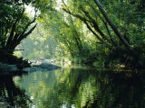 Rainforest, Cape Tribulation National Park,Queensland, Australia Photographic Print by Amanda Hall