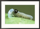 Monarch Butterfly, Newly Hatched Caterpillars Framed Photographic Print by Brian Kenney