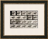 Jockey on a Galloping Horse, Plate 627 from "Animal Locomotion," 1887 Framed Giclee Print by Eadweard Muybridge