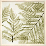Ferns I Framed Canvas Print by Steven N. Meyers