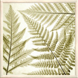Ferns III Framed Canvas Print by Steven N. Meyers