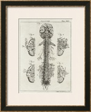 Brain and Spinal Column Framed Giclee Print by A. Bell