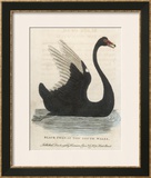 The Black Swan of New South Wales Framed Giclee Print by Harrison Cluse