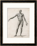 View of the Muscles in the Human Body Framed Giclee Print