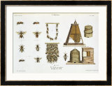 Bees and Bee-Keeping, from "The Young Landsman," Published Vienna, 1845 Framed Giclee Print by Matthias Trentsensky