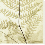 Ferns II Stretched Canvas Print by Steven N. Meyers