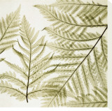 Ferns I Stretched Canvas Print by Steven N. Meyers