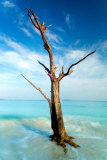 Cinnamon Bay Tree Poster by Nathan Lovas