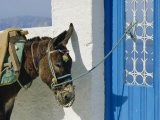 Donkey, Thira, Santorini, Cyclades Islands, Greece, Europe Photographic Print by Michael Short