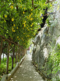 Lemon Groves, Amalfi Coast, Campania, Italy, Europe Photographic Print by Mark Mawson