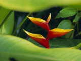 Heliconia Flower (Bird of Paradise), Tropical Rainforest, Dominica, Caribbean, Central America Photographic Print by Fred Friberg