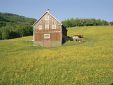 Barn in Rape Field in Summer, Lofoten, Nordland, Arctic Norway, Scandinavia, Europe Photographic Print by Dominic Webster