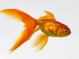 Goldfish Photographic Print by Mark Mawson