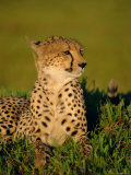 Portrait of a Cheetah (Acinonyx Jubatus), Okavango Delta, Botswana Photographic Print by Paul Allen
