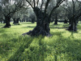 Groves of Olive Trees, Island of Naxos, Cyclades, Greece, Europe Fotografisk trykk av David Beatty Groves of Olive Trees, Island of Naxos, Cyclades, Greece, Europe Fotografisk trykk av David Beatty