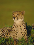 Cheetah (Acinonyx Jubatus), Okavango Delta, Botswana, Africa Photographic Print by Paul Allen