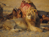 Lion (Panthera Leo), Okavango Delta, Botswana, Africa Photographic Print by Paul Allen