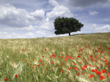 Spring Poppies and Lone Tree, Andalucia, Spain, Europe Photographic Print by John Miller