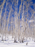 Aspen Trees During Winter, Dixie National Forest, Utah, USA Photographic Print by Roy Rainford