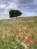 Spring Poppies and Lone Tree, Andalucia, Spain, Europe Photographic Print by John Miller