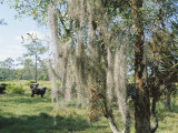 Spanish Moss Growing in Trees Near Fort Myers, Florida, USA Photographie par Fraser Hall