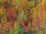 White Mountains Natioinal Forest in Fall, Near North Conway, New Hampshire, USA Photographie par Fraser Hall