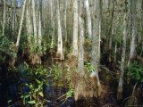Bald Cypress Swamp in the Corkscrew Swamp Sanctuary Near Naples, Florida, USA Photographie par Fraser Hall