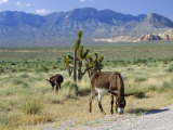 Wild Mules, the Spring Mountains, Nevada, USA Lámina fotográfica por Fraser Hall Wild Mules, the Spring Mountains, Nevada, USA Lámina fotográfica por Fraser Hall