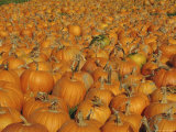 Large Number of Pumpkins for Sale on a Farm in Vermont, New England, USA Photographie par Fraser Hall