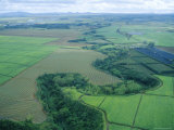 Aerial View of Sugar Cane Fields and Winding River, Mauritius Photographie par Fraser Hall