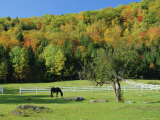 Horse Grazing in Paddock, Near Jackson, New Hampshire, USA Photographie par Fraser Hall