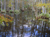 Bald Cypress Swamp Near Fort Myers, Florida, USA Photographie par Fraser Hall