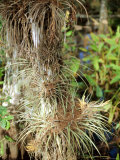 Air Plant, Corkscrew Swamp Sanctuary, Florida, USA Photographic Print by Fraser Hall