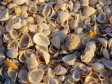 Sanibel Island, Famous for the Millions of Shells That Wash up on Its Beaches, Florida, USA Photographie par Fraser Hall