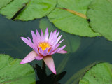 Waterlily, Botanical Gardens, Mauritius Photographie par Fraser Hall