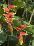 Heliconia, Costa Rica Photographic Print by Robert Harding