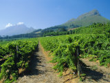 Cape Winelands Near Stellenbosch, South Africa Photographie par Fraser Hall
