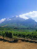 Vineyards in the Cape Winelands, Near Stellenbosch, Cape Province, South Africa, Africa Photographie par Fraser Hall