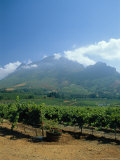 South Africa, Cape Winelands. Vineyards Near Stellenbosch Photographie par Fraser Hall