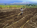 Sugar Cane Fields, Reunion Island, Indian Ocean Photographic Print by Sylvain Grandadam