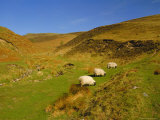 Sheep in the Cheviot Hills, Near Wooler, Northumbria, England Photographic Print by Michael Busselle