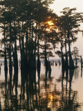 Atchafalaya Swamp, 'Cajun Country', Louisiana, USA Lámina fotográfica por Sylvain Grandadam Atchafalaya Swamp, 'Cajun Country', Louisiana, USA Lámina fotográfica por Sylvain Grandadam