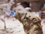 Camel Drinking, Jordan, Petra Photographic Print by Neale Clarke
