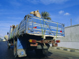 Camels Being Driven to Market in Back of Truck, Cairo, Egypt Lámina fotográfica por Sylvain Grandadam Camels Being Driven to Market in Back of Truck, Cairo, Egypt Lámina fotográfica por Sylvain Grandadam